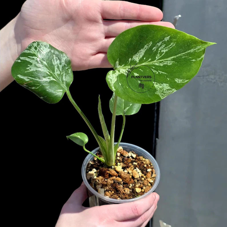 Super Rare Monstera Bulbasaur Variegated Live Plant - Mint Green Variegated Monstera - Exotic Collector Indoor Plant - Us Seller
