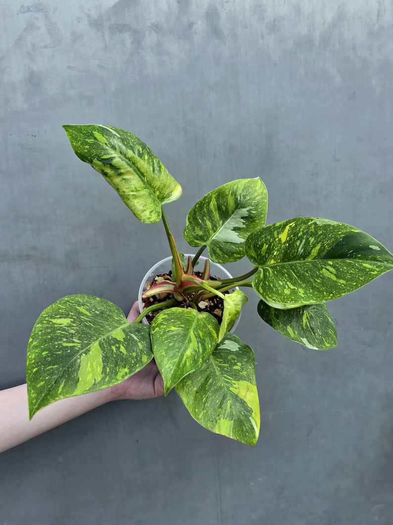 Variegated Philodendron White Princess Tricolor - Super Rare Live Collector Plant - Pink White Green Indoor Climbing Houseplant - US Seller