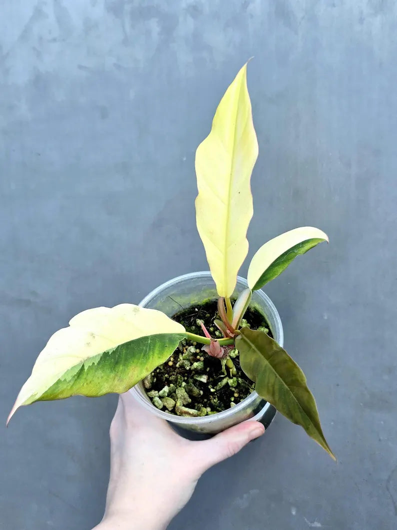 Super Rare Variegated Philodendron Caramel Marble EXACT Plant - Easy Care Indoor Plant - Stunning Collector’s Aroid - Gift Plant - US Seller