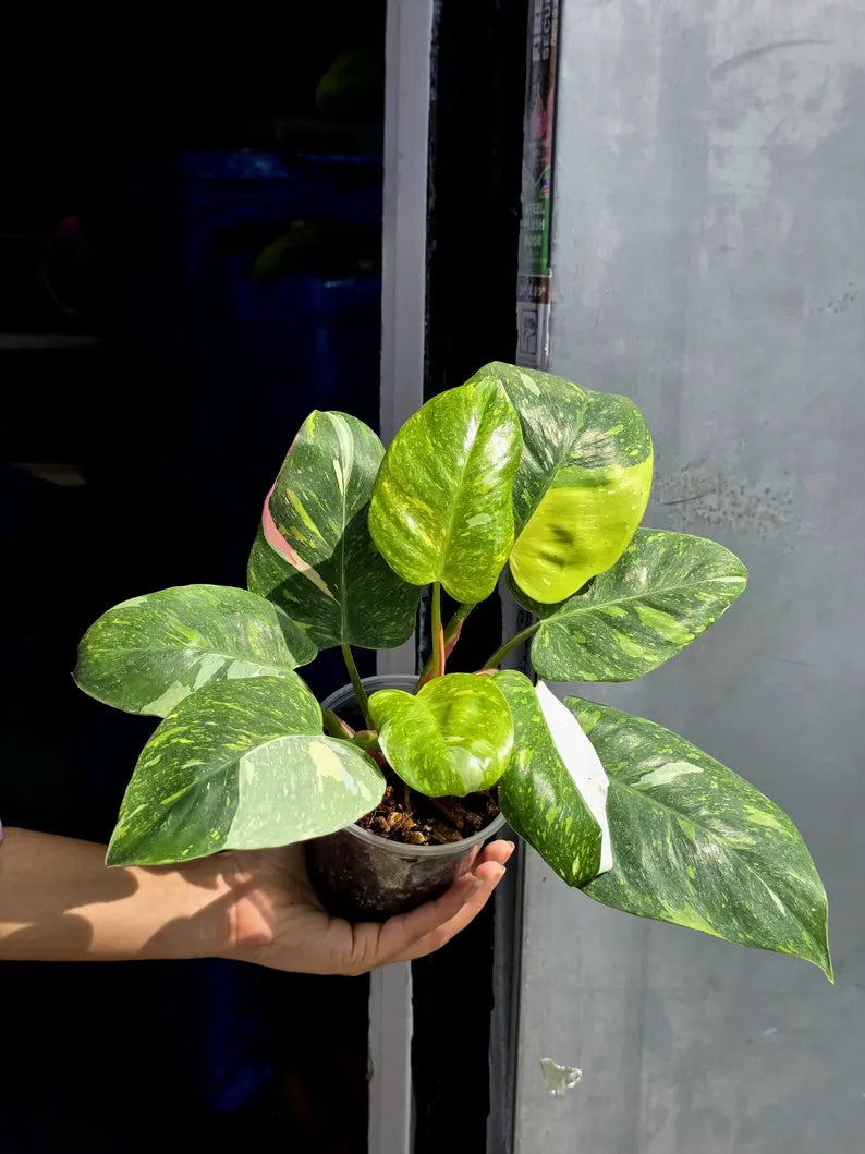 Variegated Philodendron White Princess Tricolor - Super Rare Live Collector Plant - Pink White Green Indoor Climbing Houseplant - US Seller