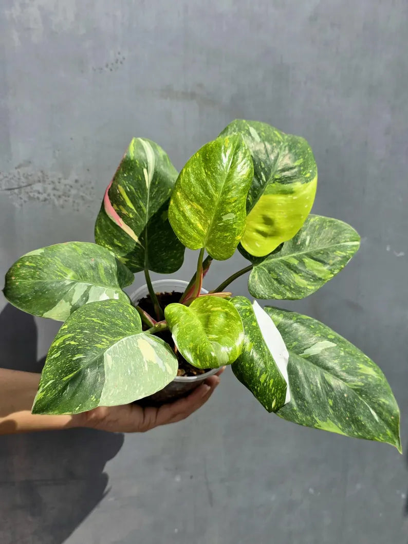 Variegated Philodendron White Princess Tricolor - Super Rare Live Collector Plant - Pink White Green Indoor Climbing Houseplant - US Seller