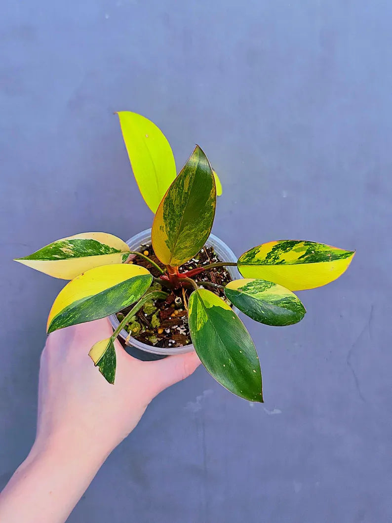 Variegated Philodendron Yellow Congo Live Plant - Super Rare Indoor - Collector's Aroid - EXACT Plant - US Seller