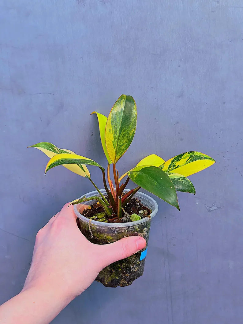 Variegated Philodendron Yellow Congo Live Plant - Super Rare Indoor - Collector's Aroid - EXACT Plant - US Seller