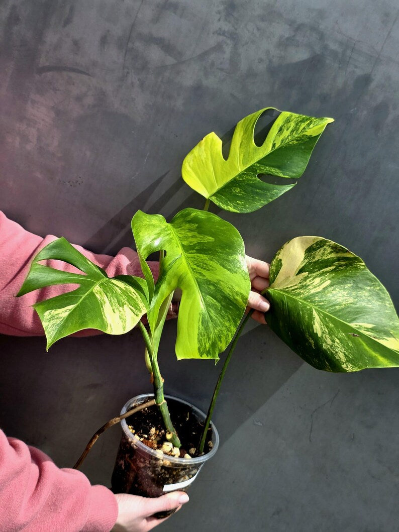 Monstera Aurea Variegated Borsigiana in a Nursery Pot - Rare Monstera Marmota - SAME Plant - US Seller