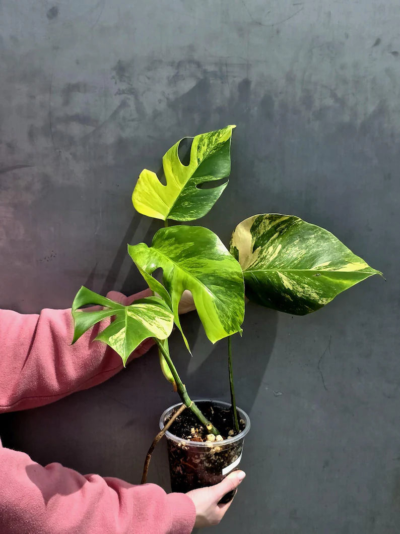 Monstera Aurea Variegated Borsigiana in a Nursery Pot - Rare Monstera Marmota - SAME Plant - US Seller