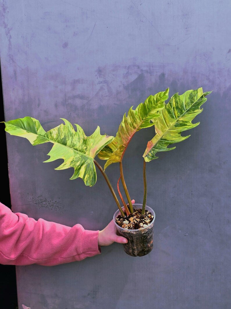 Super Rare Variegated Philodendron Caramel Marble EXACT Plant - Easy Care Indoor Plant - Stunning Collector’s Aroid - Gift Plant - US Seller