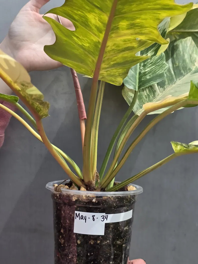 Super Rare Variegated Philodendron Caramel Marble EXACT Plant - Easy Care Indoor Plant - Stunning Collector’s Aroid - Gift Plant - US Seller