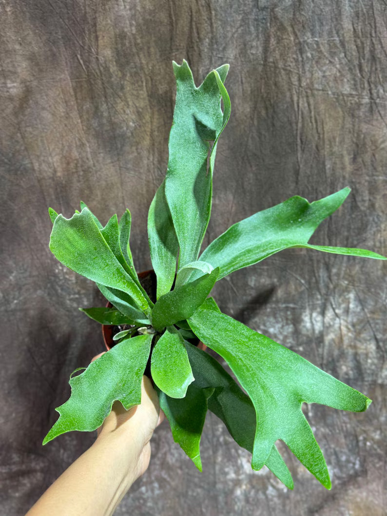 Staghorn Fern in 4" Grow Pot – Platycerium Bifurcatum An Unique Epiphytic Indoor Plant – Easy Care Air-Purifying Tropical Houseplant