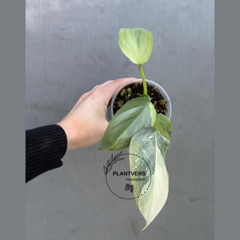 Super Rare Philodendron Silver Sword Variegated Plant - Collectors Plant - Rare Variegated Aroid Live Plant - Exact Same Plant - Us Seller