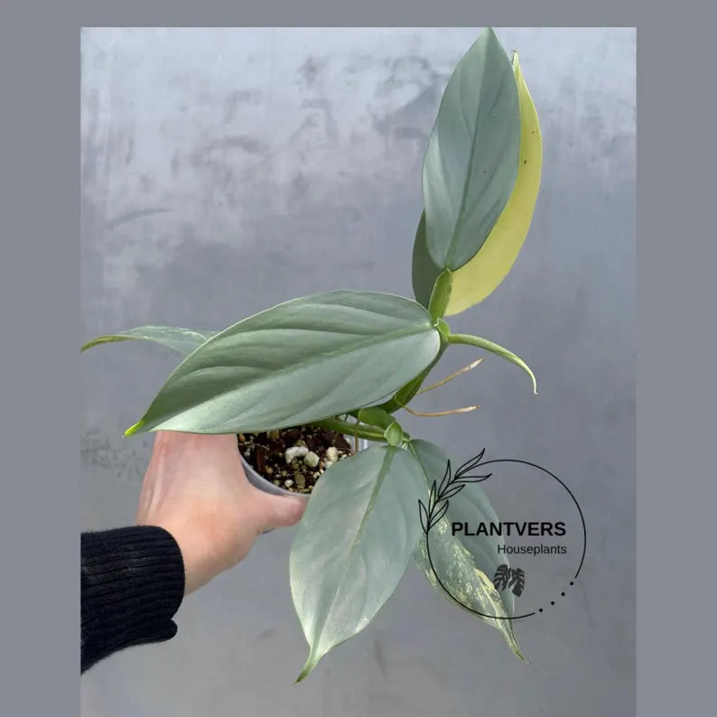 Super Rare Philodendron Silver Sword Variegated Plant - Collectors Plant - Rare Variegated Aroid Live Plant - Exact Same Plant - Us Seller