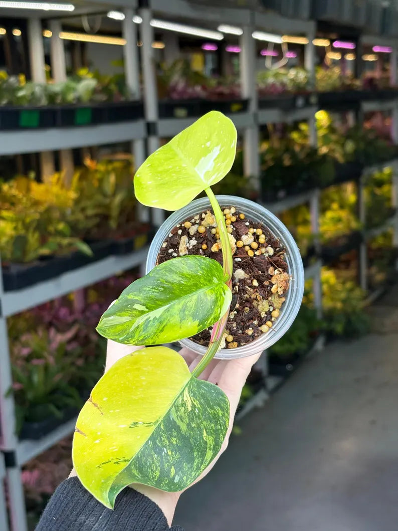 Philodendron White Princess Tricolor - Super Rare Variegated Aroid - Indoor Climbing Houseplant Collector Plant - Same Plant - US Seller