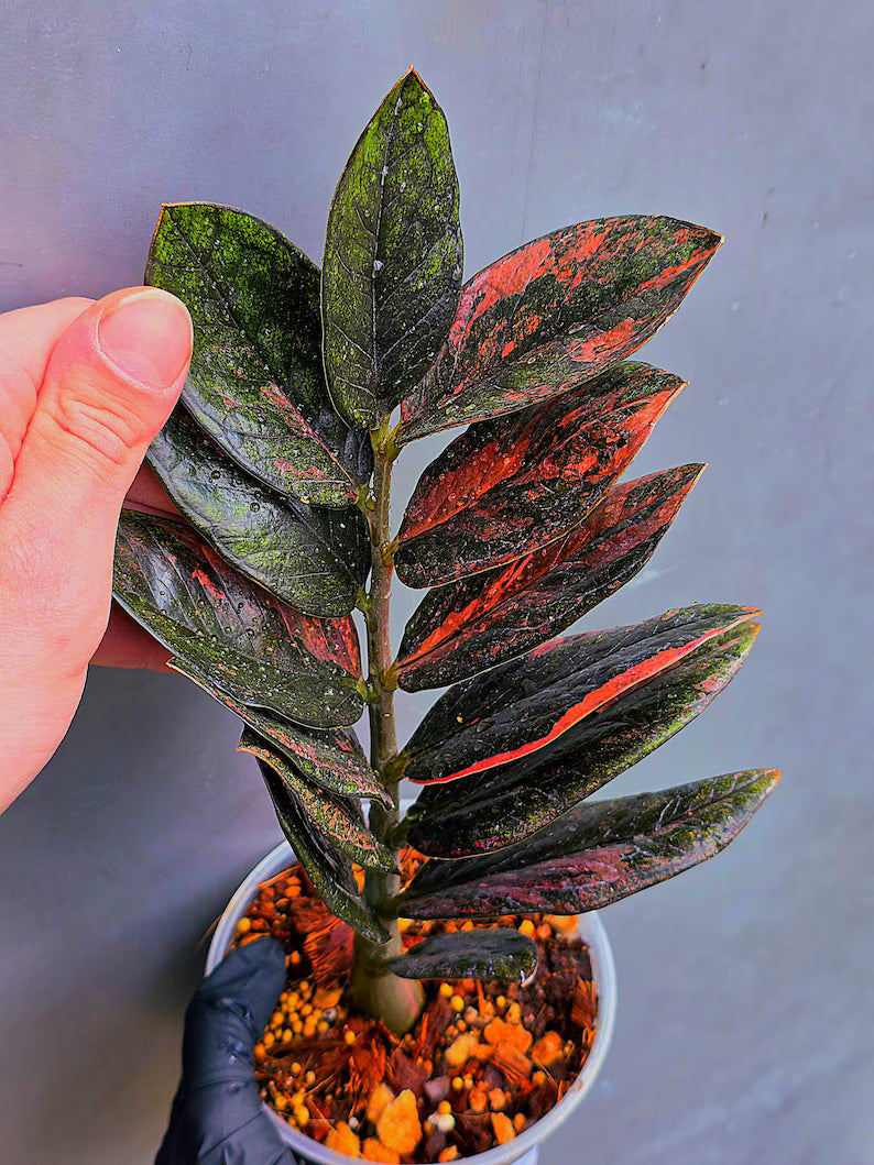 Rare Variegated Pink Raven ZZ Plant Cutting UNROOTED - Zamioculcas Zamiifolia Raven Variegata - Exotic Black & Pink Plant - US Seller