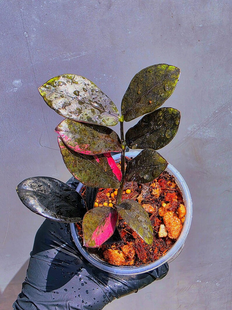 Rare Variegated Pink Raven ZZ Plant Cutting UNROOTED - Zamioculcas Zamiifolia Raven Variegata - Exotic Black & Pink Plant - US Seller