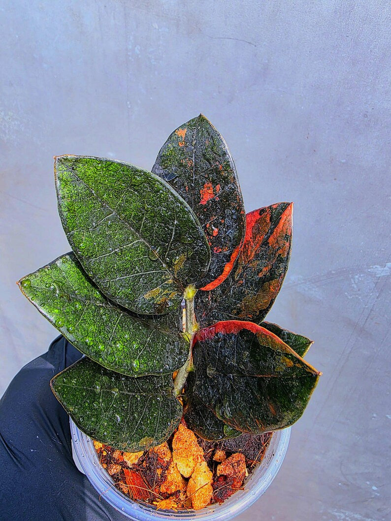 Variegated Pink Raven ZZ Plant Cutting UNROOTED - Rare Zamioculcas Zamiifolia Raven Variegata - Exotic Black & Pink Plant - US Seller