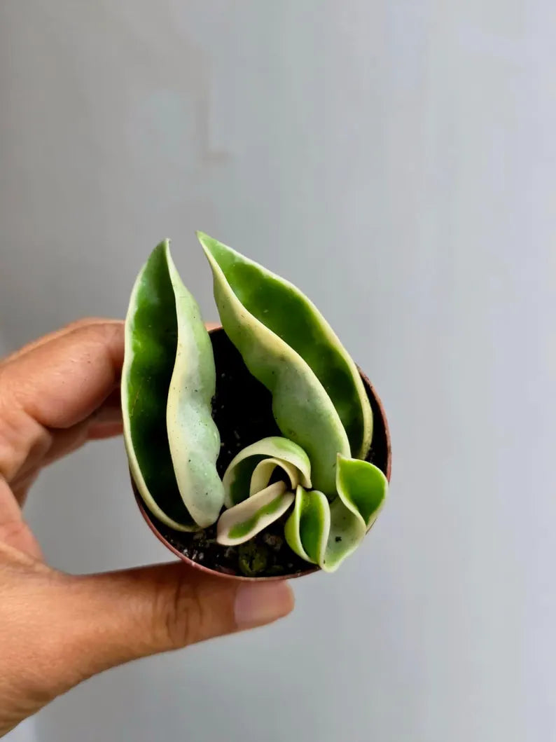 Variegated Hindu Rope in 2β Nursery Pot - Hoya Carnosa Compacta Variegated - Rare Indoor Plant - Curling Rope Plant