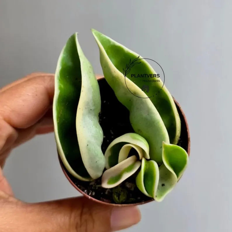Variegated Hindu Rope in 2β Nursery Pot - Hoya Carnosa Compacta Variegated - Rare Indoor Plant - Curling Rope Plant