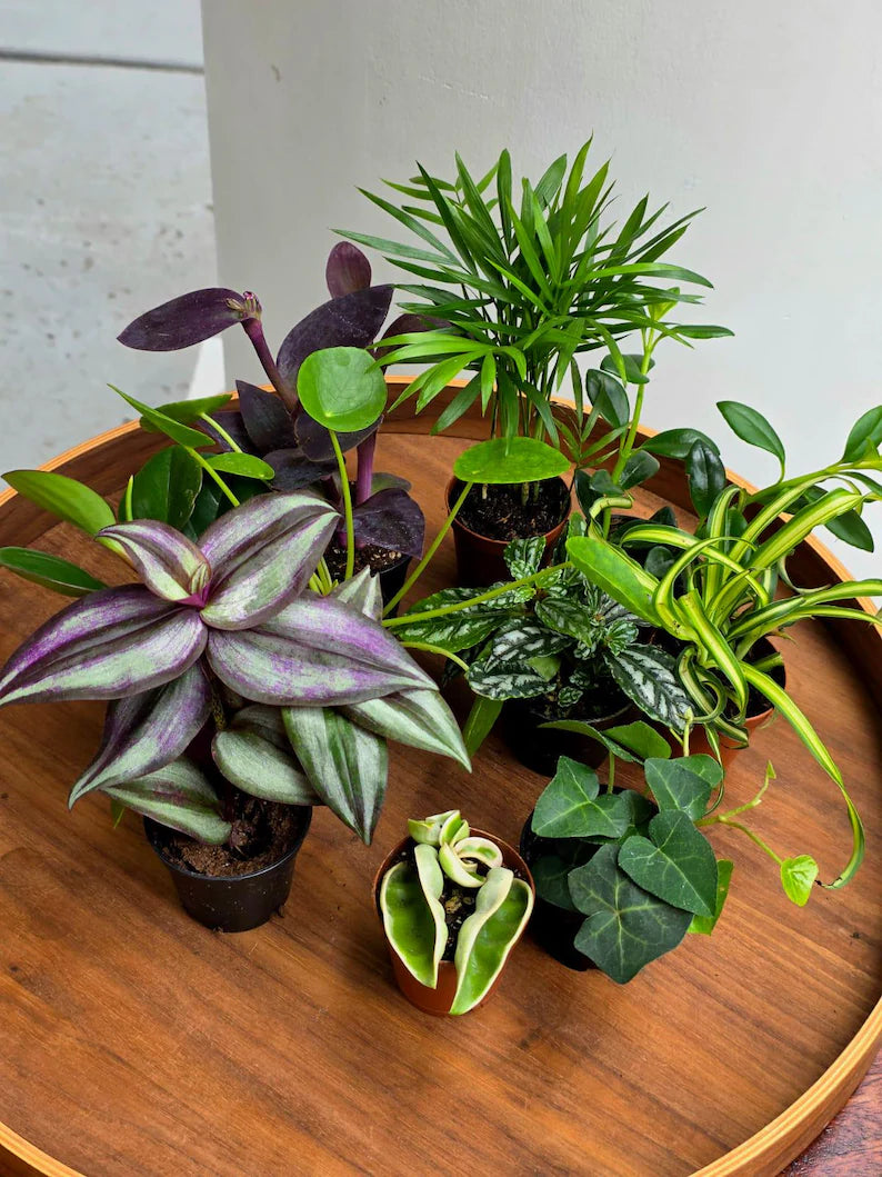 Set of 10 Tropical Indoor Plants in 2” Nursery Pots - Live Houseplant Collection - Assorted Mini Plants - Indoor Plant Bundle - Gift Set