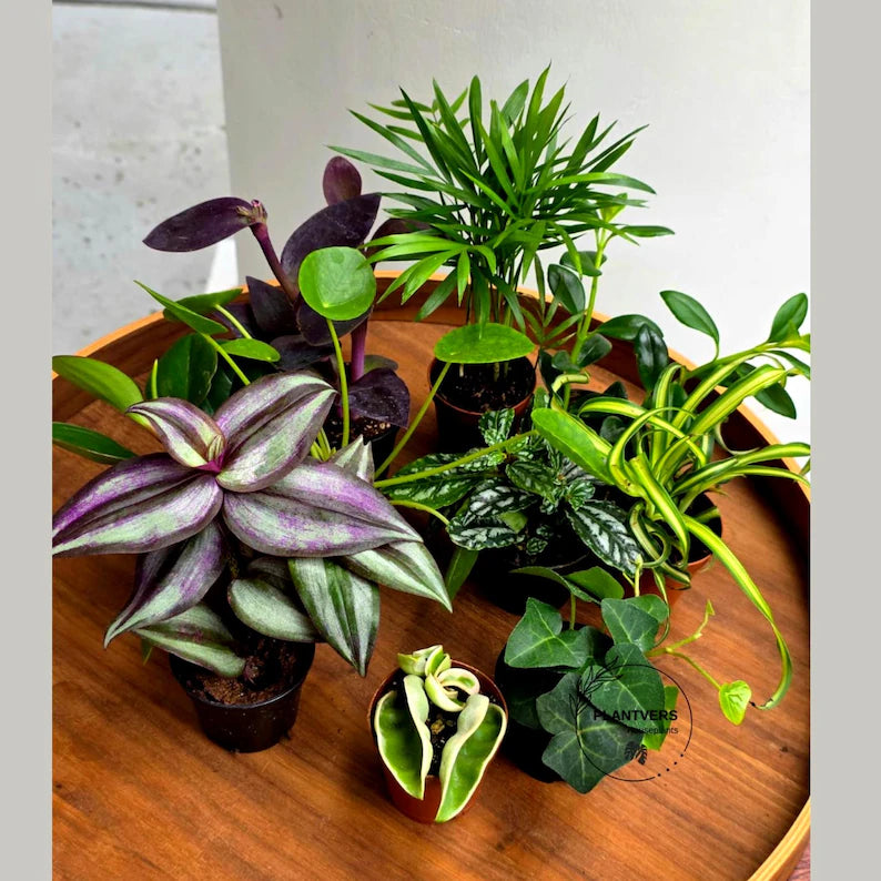 Set of 10 Tropical Indoor Plants in 2” Nursery Pots - Live Houseplant Collection - Assorted Mini Plants - Indoor Plant Bundle - Gift Set
