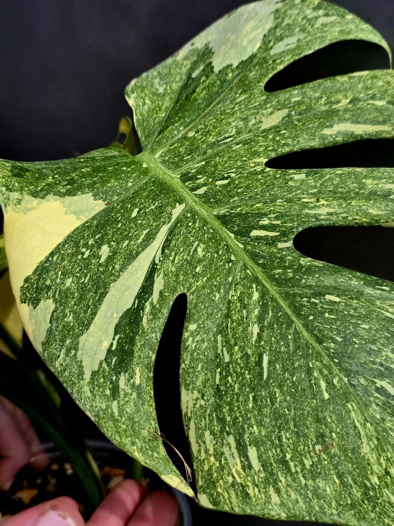 Variegated Monstera Legacy Live Plant - Extremely Rare Monstera Plant - EXACT Plant US Seller