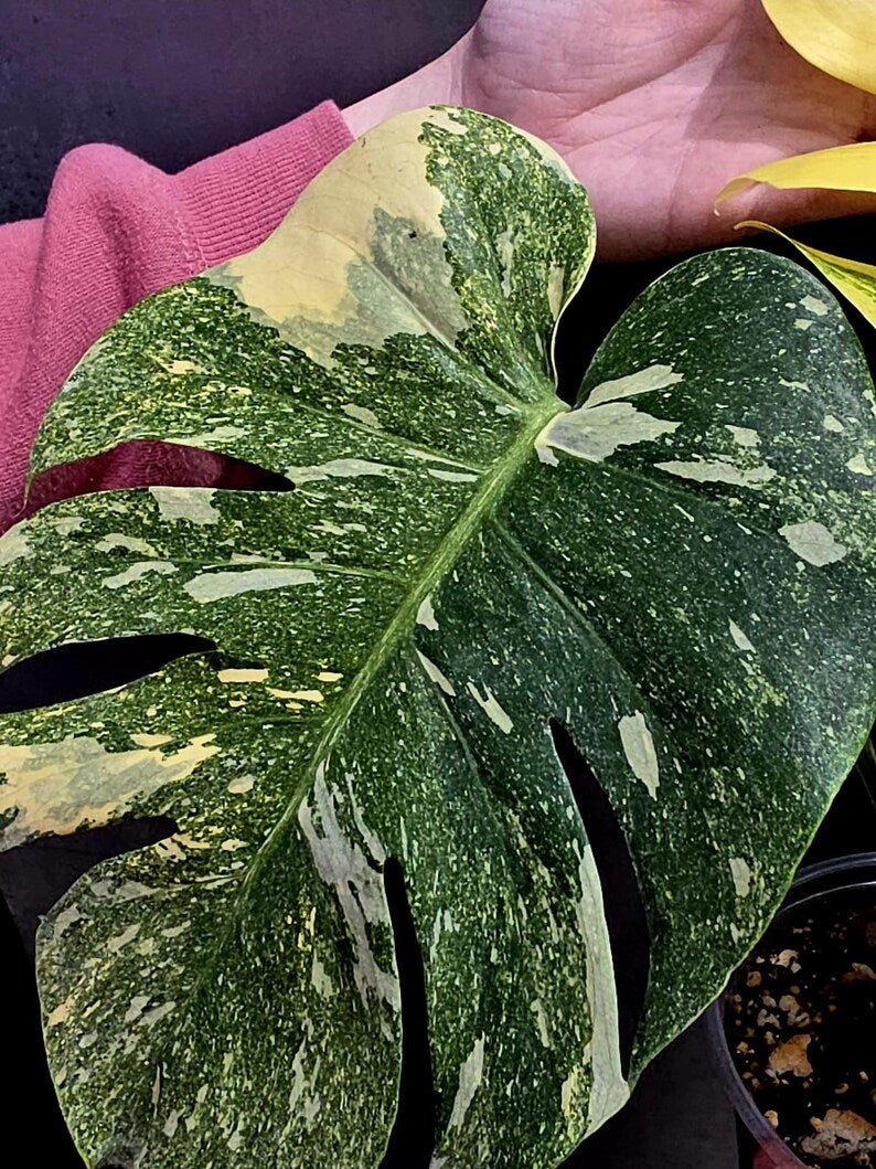 Variegated Monstera Legacy Live Plant - Extremely Rare Monstera Plant - EXACT Plant US Seller
