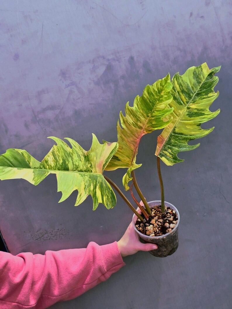 Super Rare Variegated Philodendron Caramel Marble EXACT Plant - Easy Care Indoor Plant - Stunning Collector’s Aroid - Gift Plant - US Seller