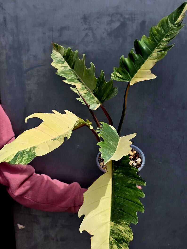Super Rare Variegated Philodendron Caramel Marble EXACT Plant - Easy Care Indoor Plant - Stunning Collector’s Aroid - Gift Plant - US Seller