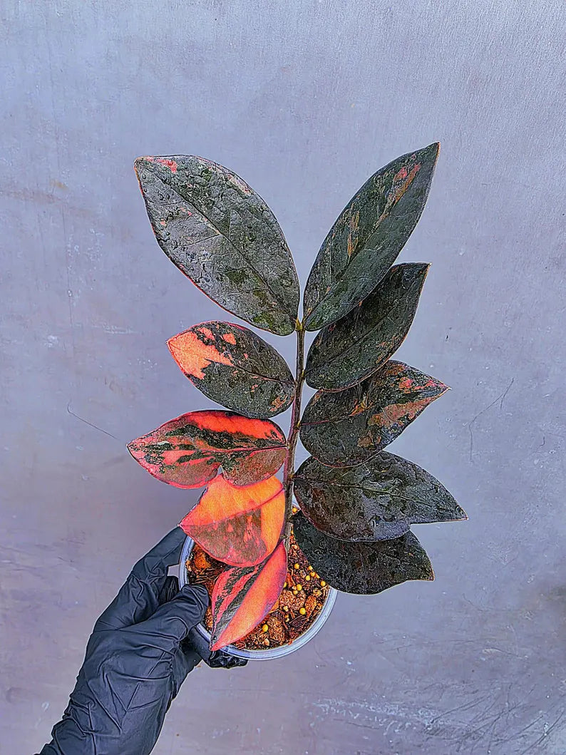 Rare Variegated Pink Raven ZZ Plant Cutting UNROOTED - Zamioculcas Zamiifolia Raven Variegata - Exotic Black & Pink Plant - US Seller