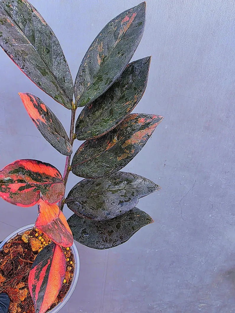 Rare Variegated Pink Raven ZZ Plant Cutting UNROOTED - Zamioculcas Zamiifolia Raven Variegata - Exotic Black & Pink Plant - US Seller