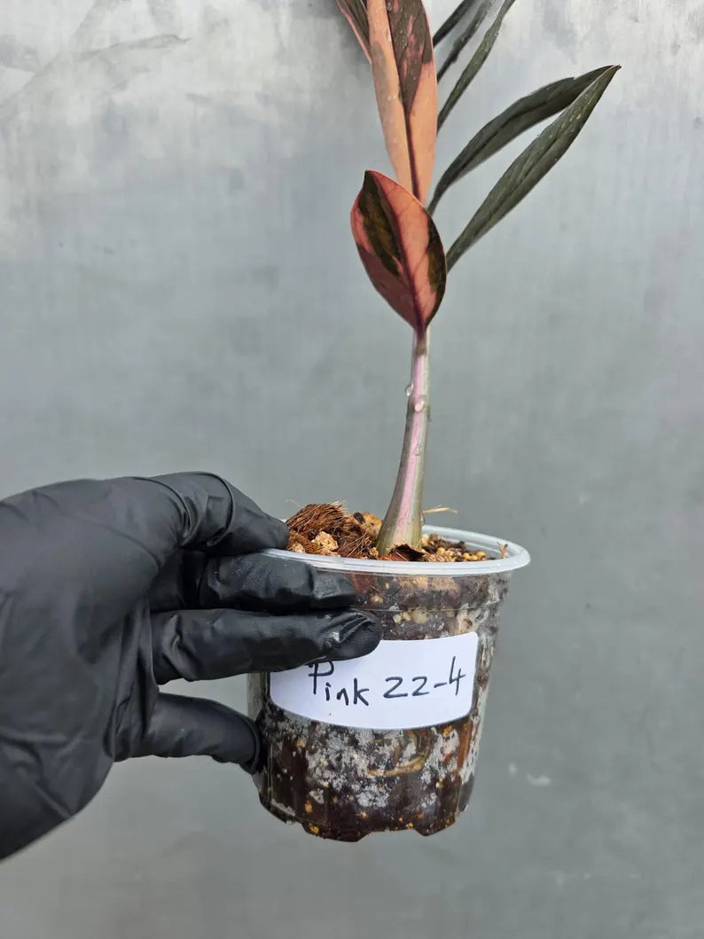 Rare Variegated Pink Raven ZZ Plant Cutting UNROOTED - Zamioculcas Zamiifolia Raven Variegata - Exotic Black & Pink Plant - US Seller