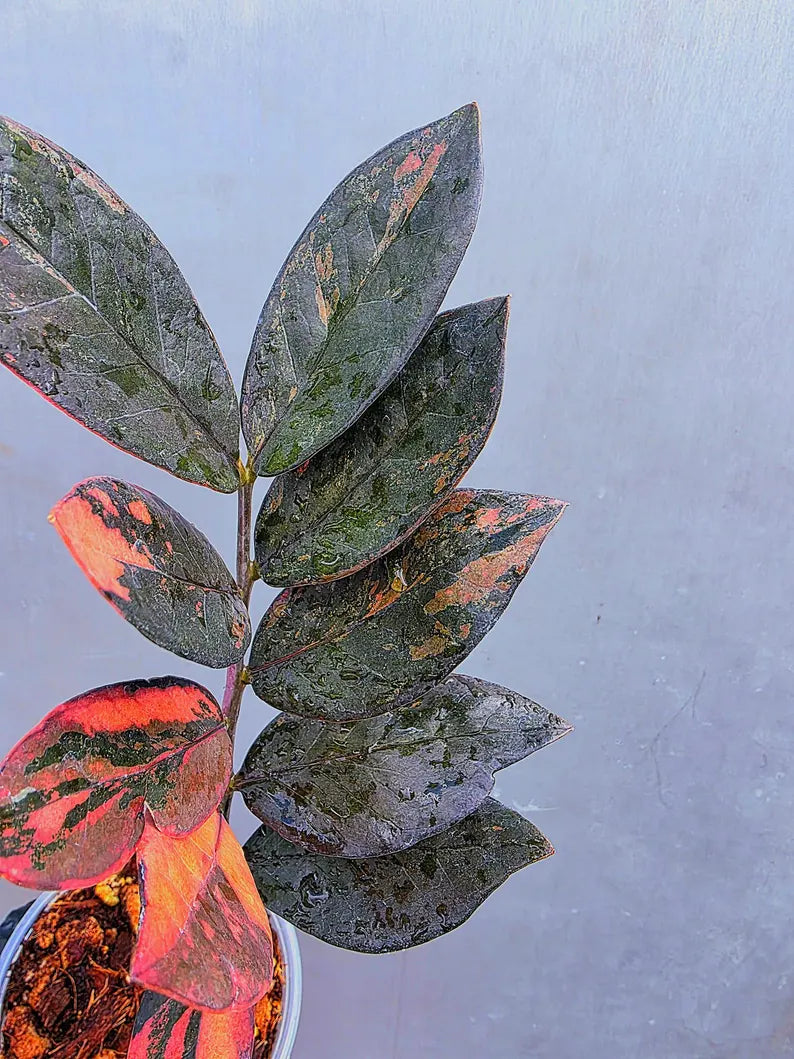 Rare Variegated Pink Raven ZZ Plant Cutting UNROOTED - Zamioculcas Zamiifolia Raven Variegata - Exotic Black & Pink Plant - US Seller