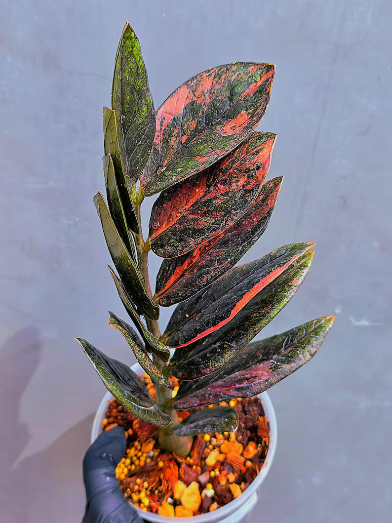 Rare Variegated Pink Raven ZZ Plant Cutting UNROOTED - Zamioculcas Zamiifolia Raven Variegata - Exotic Black & Pink Plant - US Seller