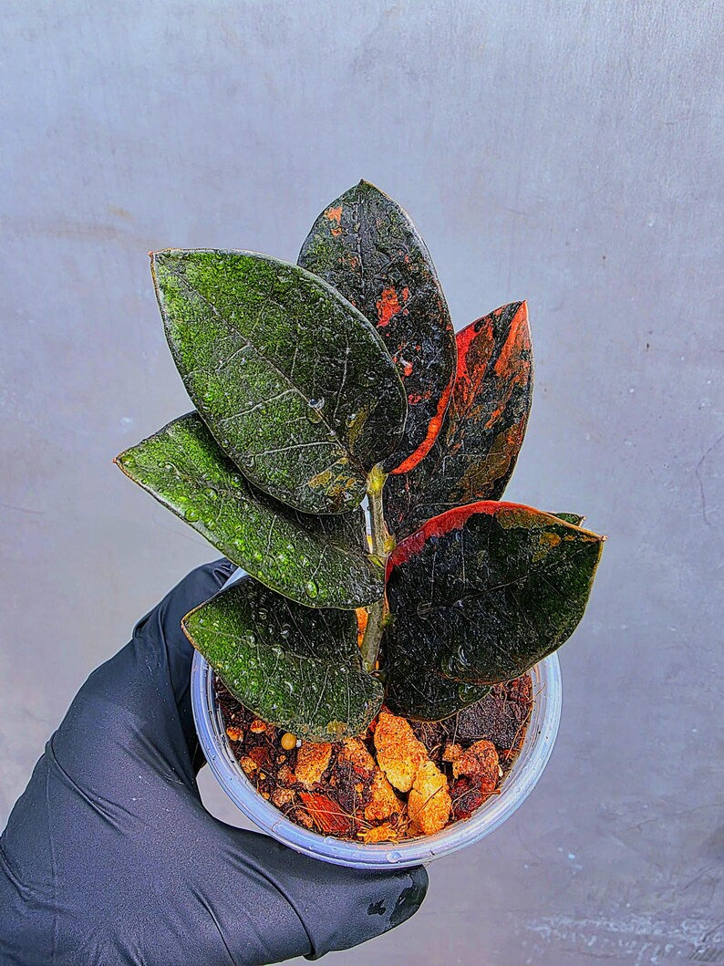 Variegated Pink Raven ZZ Plant Cutting UNROOTED - Rare Zamioculcas Zamiifolia Raven Variegata - Exotic Black & Pink Plant - US Seller