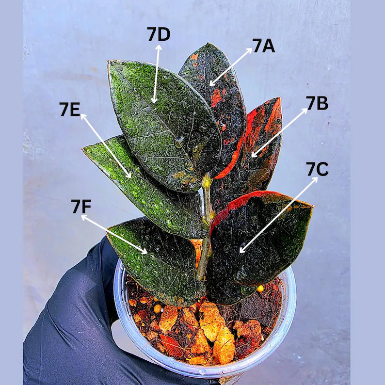 Variegated Pink Raven ZZ Plant Cutting UNROOTED - Rare Zamioculcas Zamiifolia Raven Variegata - Exotic Black & Pink Plant - US Seller