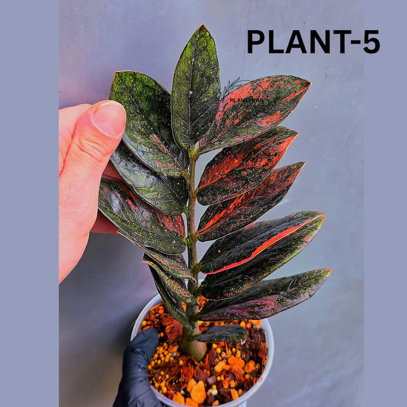 Rare Variegated Pink Raven ZZ Plant Cutting UNROOTED - Zamioculcas Zamiifolia Raven Variegata - Exotic Black & Pink Plant - US Seller