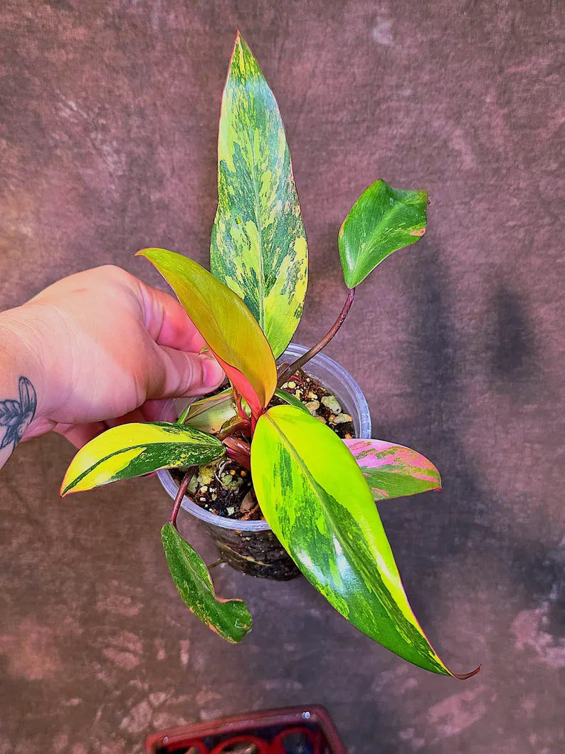 Variegated Philodendron Strawberry Shake - Live Exact Plant - US Seller (May-29-42)