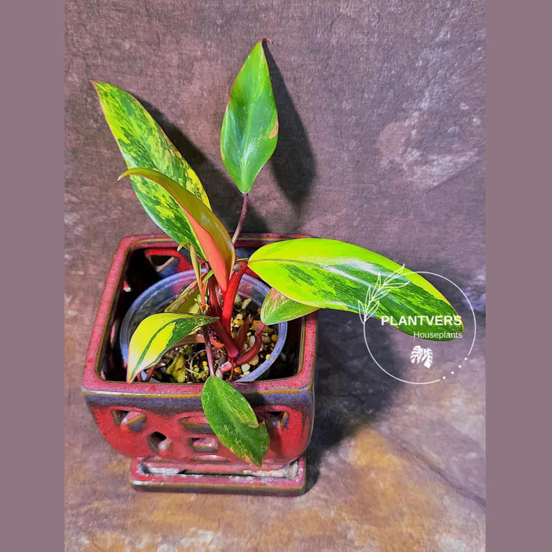 Variegated Philodendron Strawberry Shake - Live Exact Plant - US Seller (May-29-42)