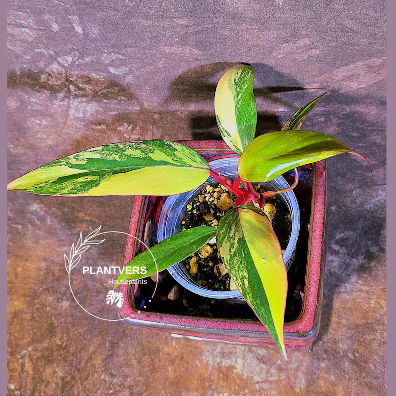 Variegated Philodendron Strawberry Shake - Live Exact Plant - US Seller (May-29-43)