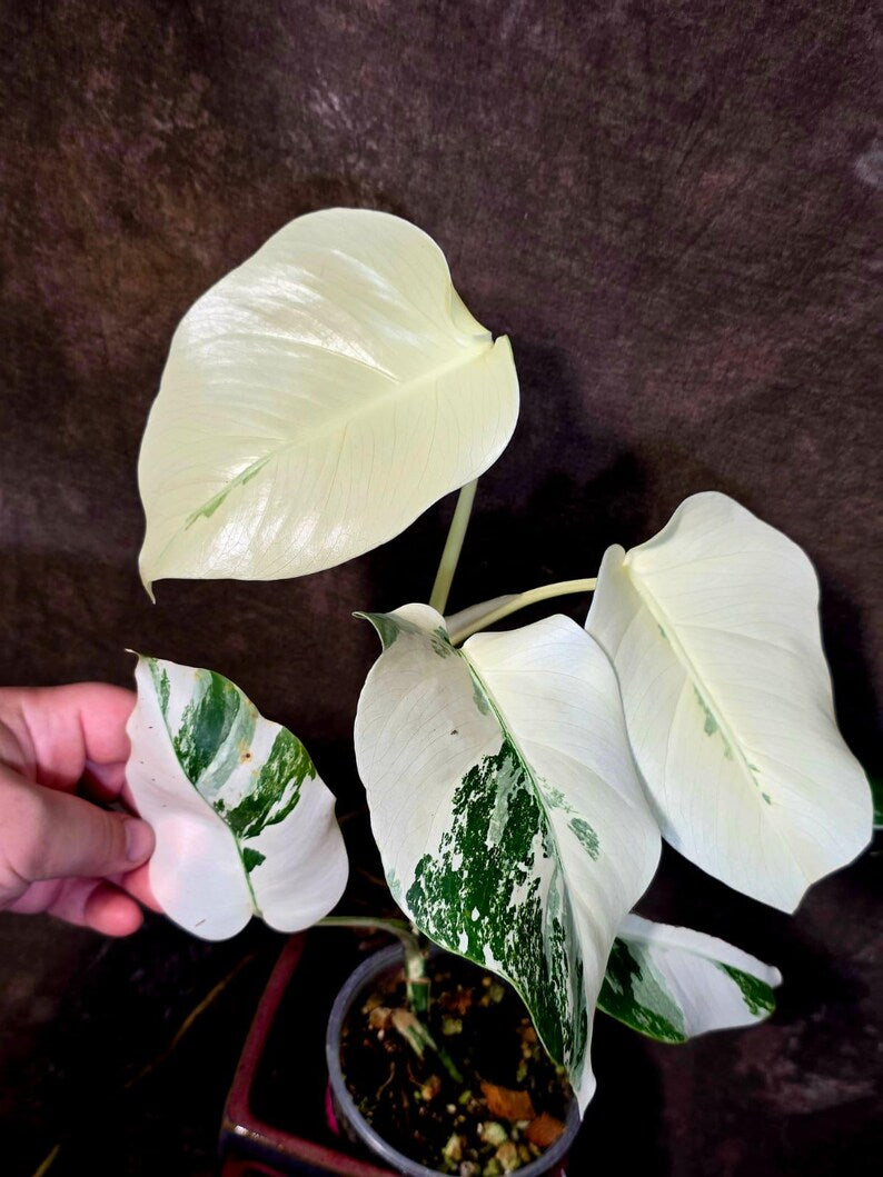 Variegated Monstera Albo Borsigiana - Baby Leaf Plant- Exact Plant (June-01-46)