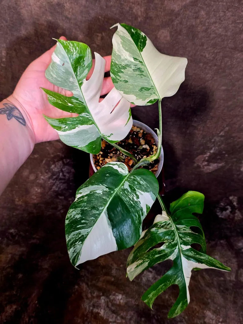 Variegated Monstera Albo Borsigiana - Mature Exact Plant (June-01-47)