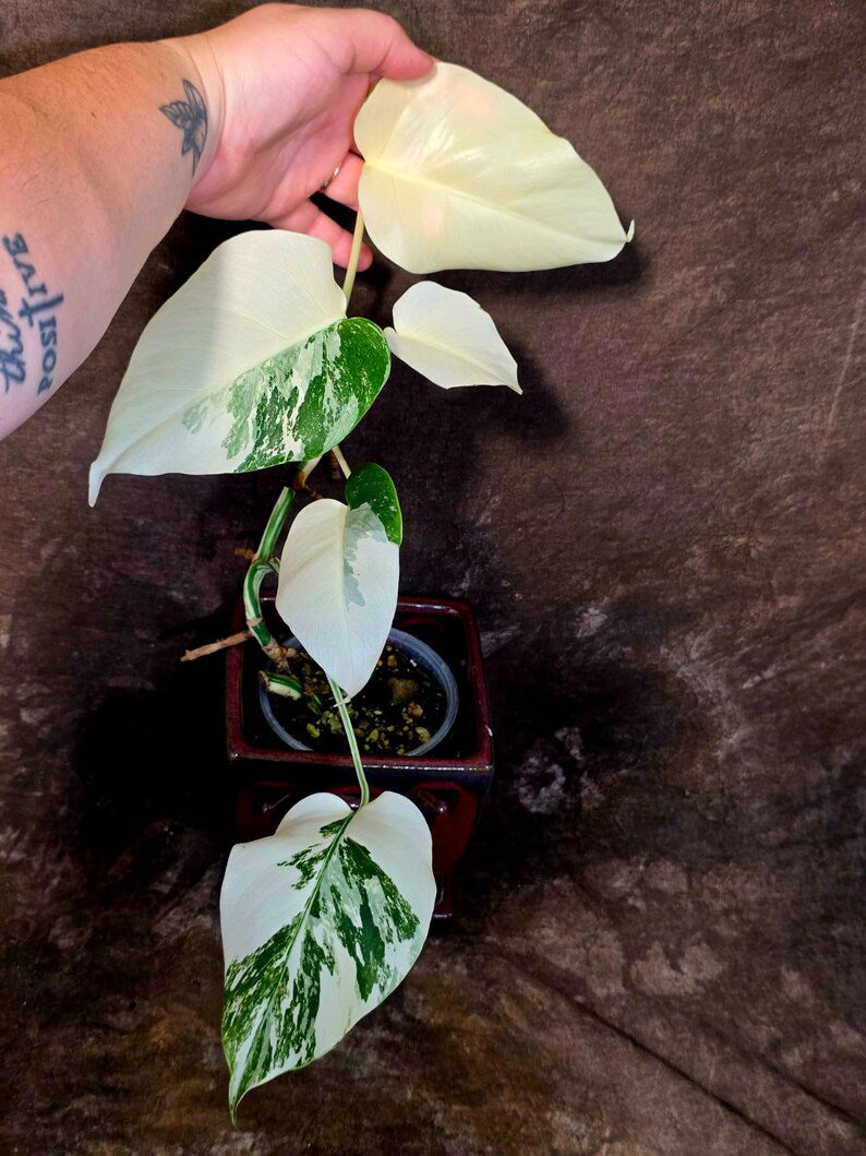 Variegated Monstera Albo Borsigiana - Baby Leaf Plant - Exact Plant (June-01-48)