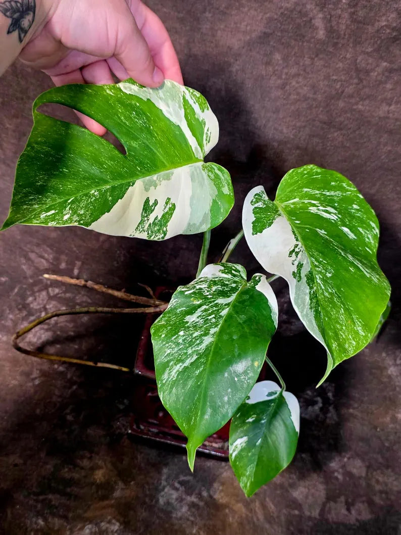 Variegated Monstera Albo Borsigiana - Mature Exact Plant (June-01-50)