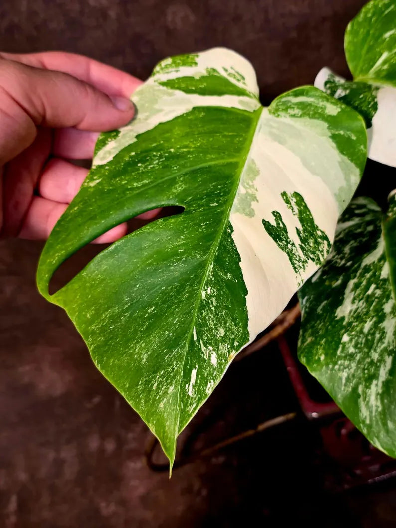 Variegated Monstera Albo Borsigiana - Mature Exact Plant (June-01-50)