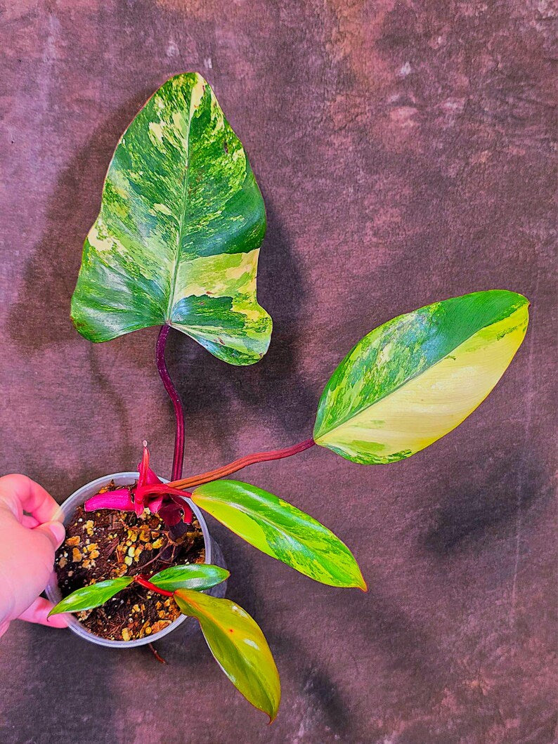 Variegated Philodendron Strawberry Shake - Exact Plant (June-01-51)