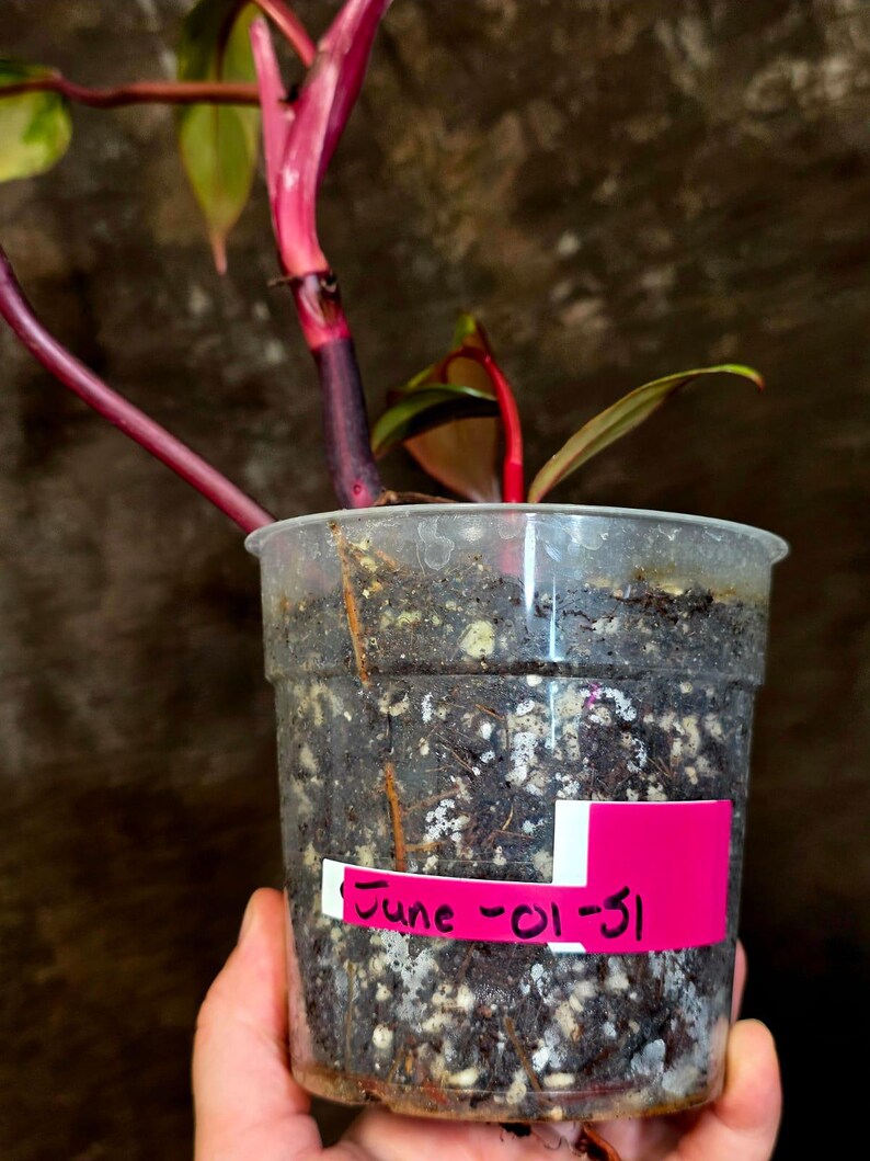Variegated Philodendron Strawberry Shake - Exact Plant (June-01-51)