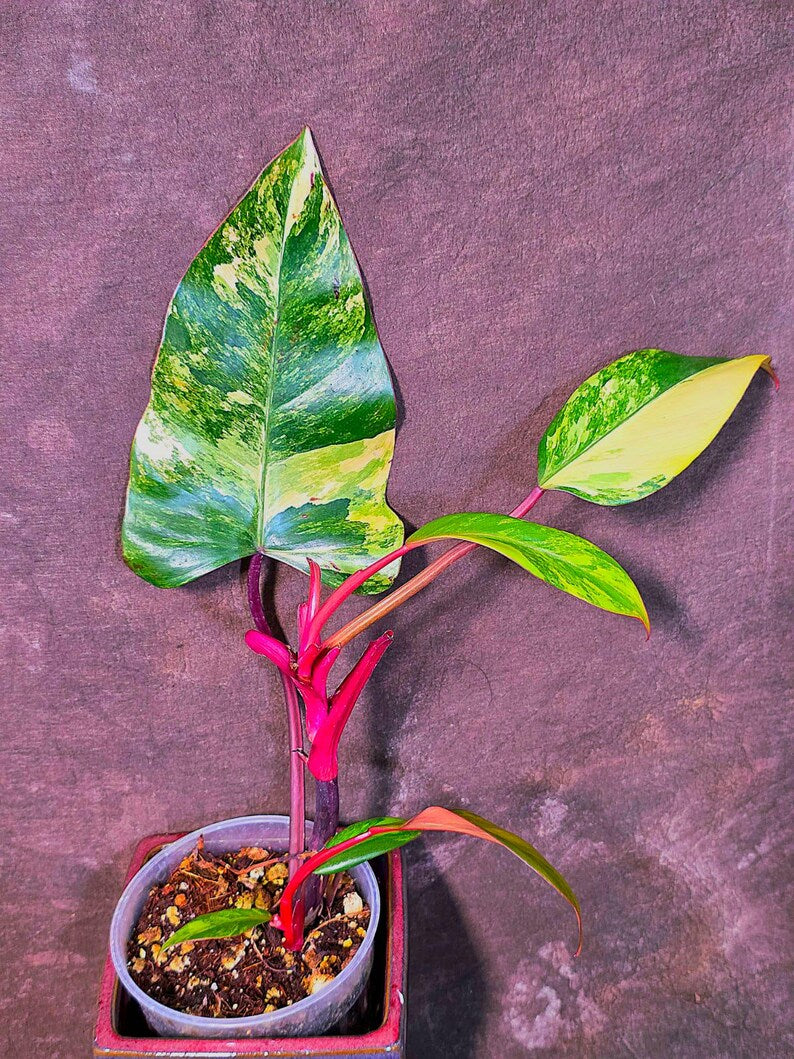 Variegated Philodendron Strawberry Shake - Exact Plant (June-01-51)