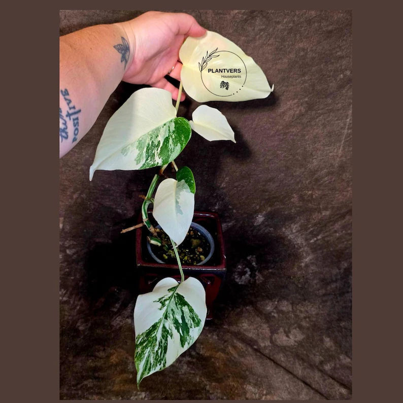 Variegated Monstera Albo Borsigiana - Baby Leaf Plant - Exact Plant (June-01-48)