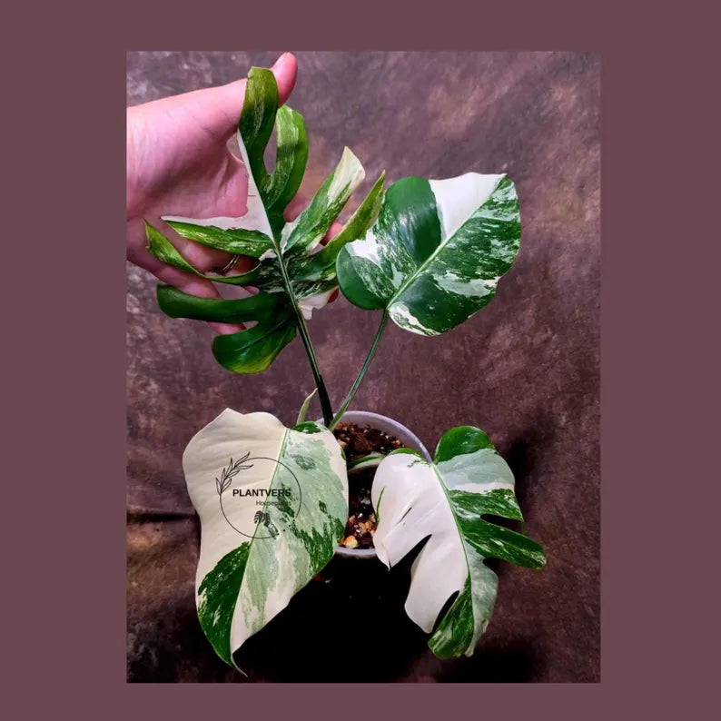 Variegated Monstera Albo Borsigiana - Mature Exact Plant (June-01-47)