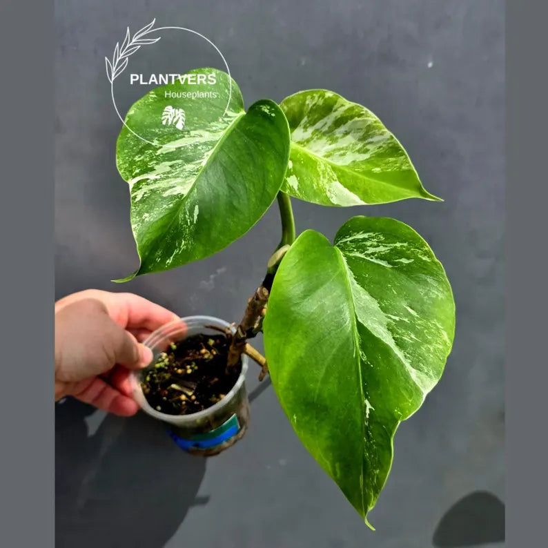 Variegated Monstera Albo - White Monstera - US Seller (May-21-2)