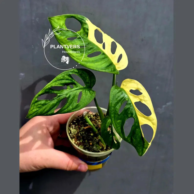 Variegated Monstera Adansonii Albo - Exact Plant - US Seller (May-21-26)