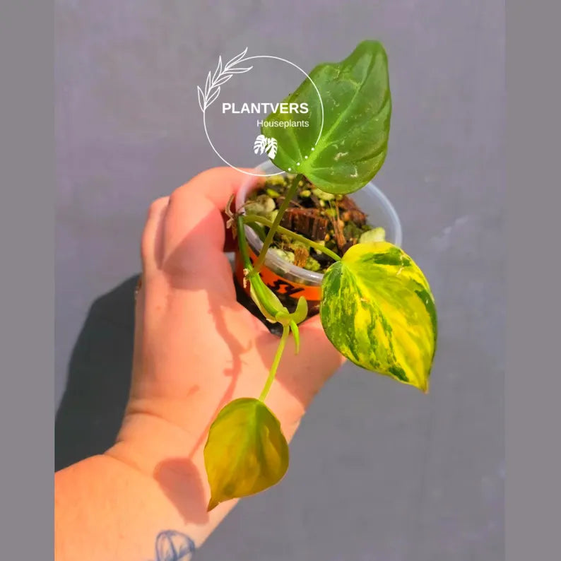Variegated Philodendron Mican Aurea - Exact Plant - US Seller (May-21-54)